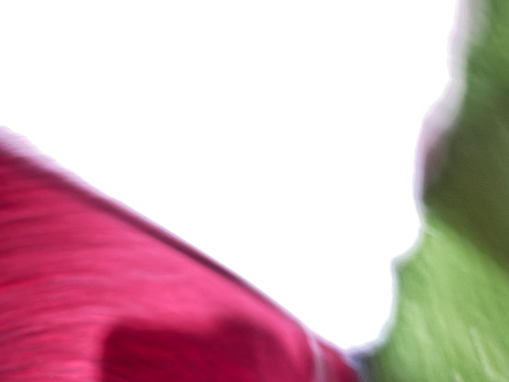 (C13) 5 x 4m (16'4"x13'1") Capet Remnant